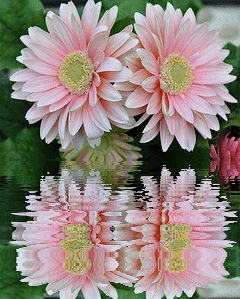 2 gerbera