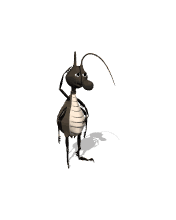 ant