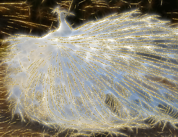 albino peacock- fractal picture