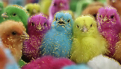 colored chicks