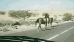 berserk horses