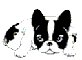 puppy