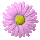 color-changing flower