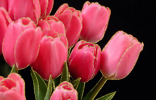 pink tulips