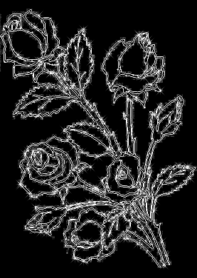 white roses