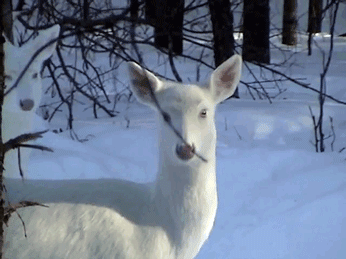 albino deer