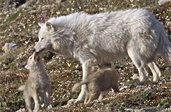 wolf family