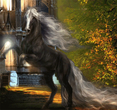 black horse