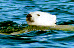 polar bear swim