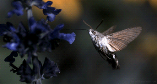 hummigbird hawk-moth