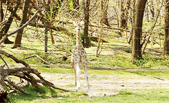 giraffe baby