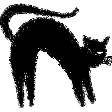 black cat