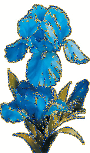 blue iris