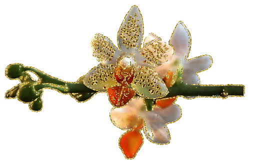 orchids