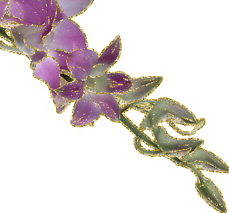 purple orchid