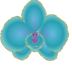 blue orchid