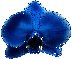 blue orchid