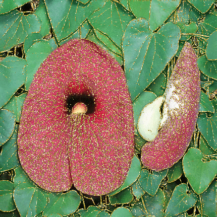 aristolochia