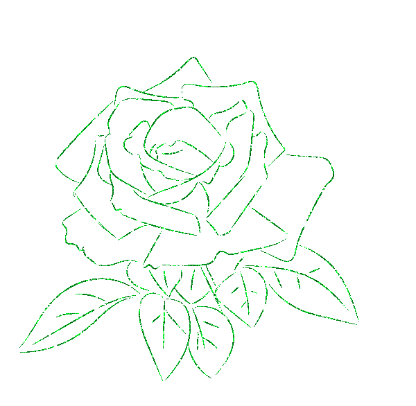 rose