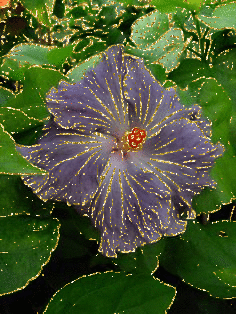 purple hibiscus