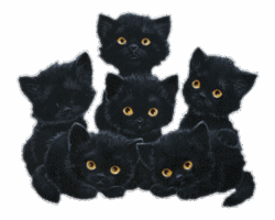 5 black cat
