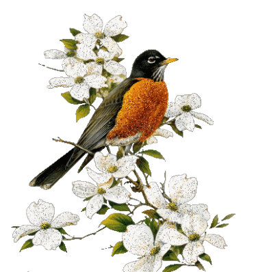 bird