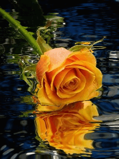 orange rosa