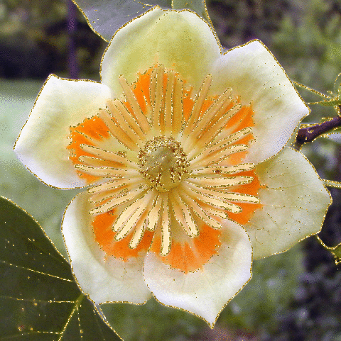 liriodendron