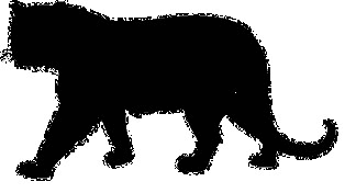 big cat