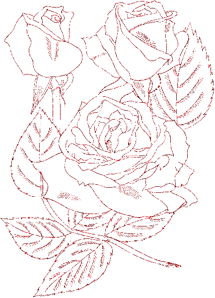 rose