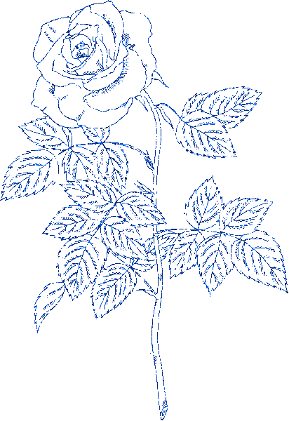 rose