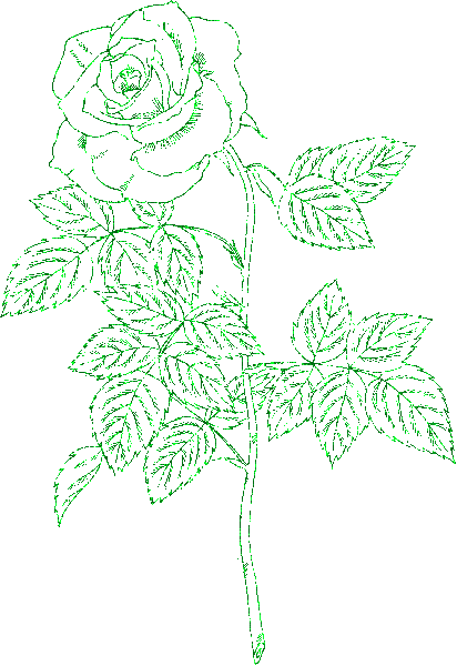 rose