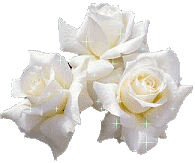 white rosa