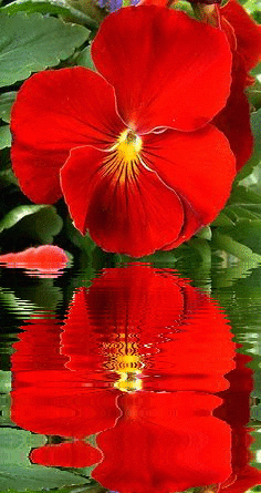 red pansy