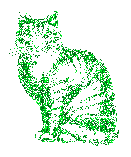 cat