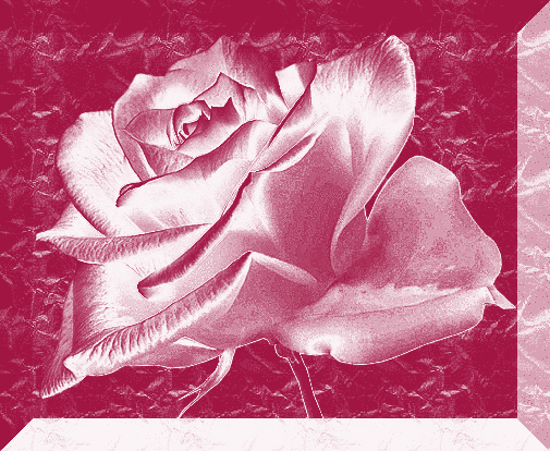 rosa