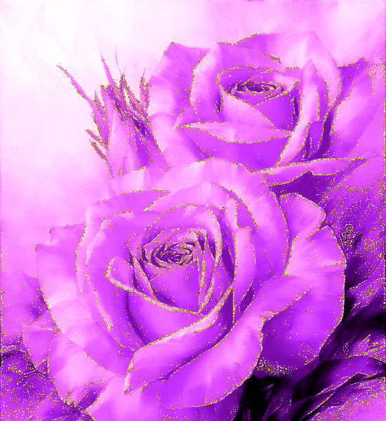 purple rosas