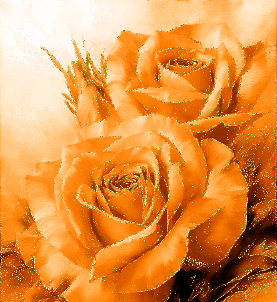orange rosas