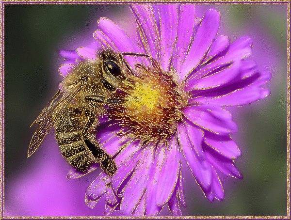 bee and purple flower