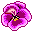 pansies
