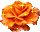 orange rosa