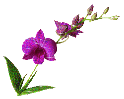 purple orchid
