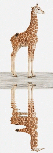 baby giraffe