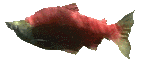 3590419tigfcn32h0.gif