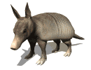 armadillo