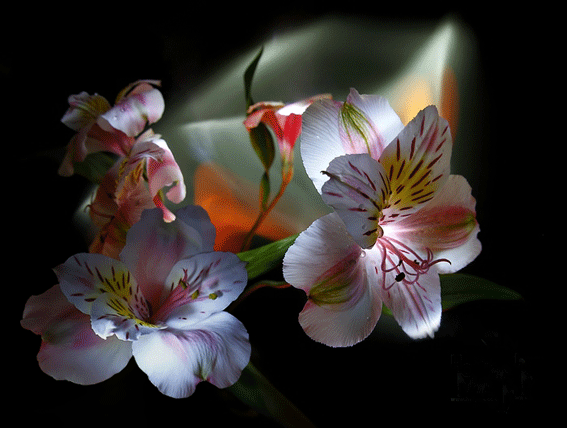 asiatic lilies