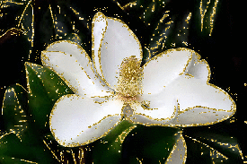 magnolia