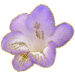 purple freesia