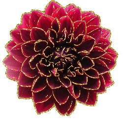 dahlia