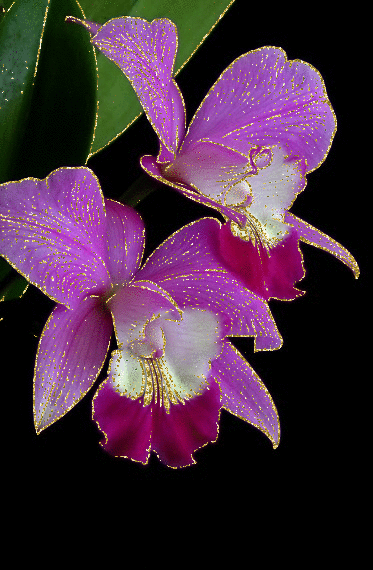 orchid
